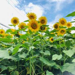 sunflower様専用【5年下 社会1-18回 全セット+歴史年号】-